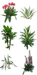耐寒植物