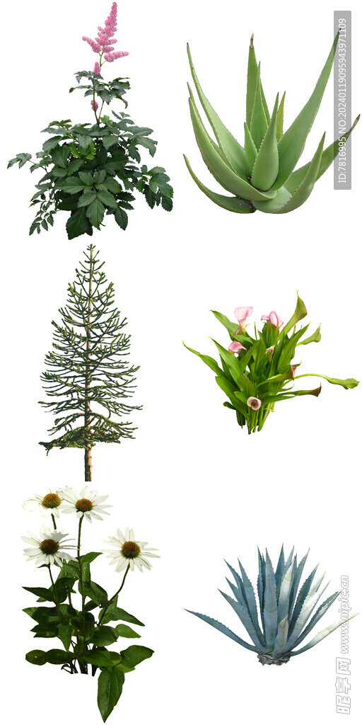 绿植耐半阳植物