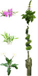 绿植向阳植物