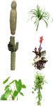 绿植喜阳植物