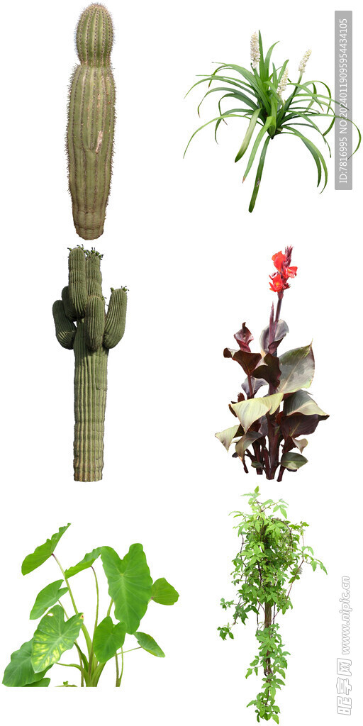 绿植喜阳植物