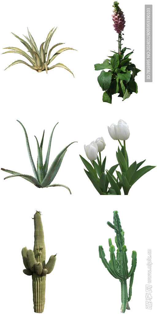 绿植盆栽