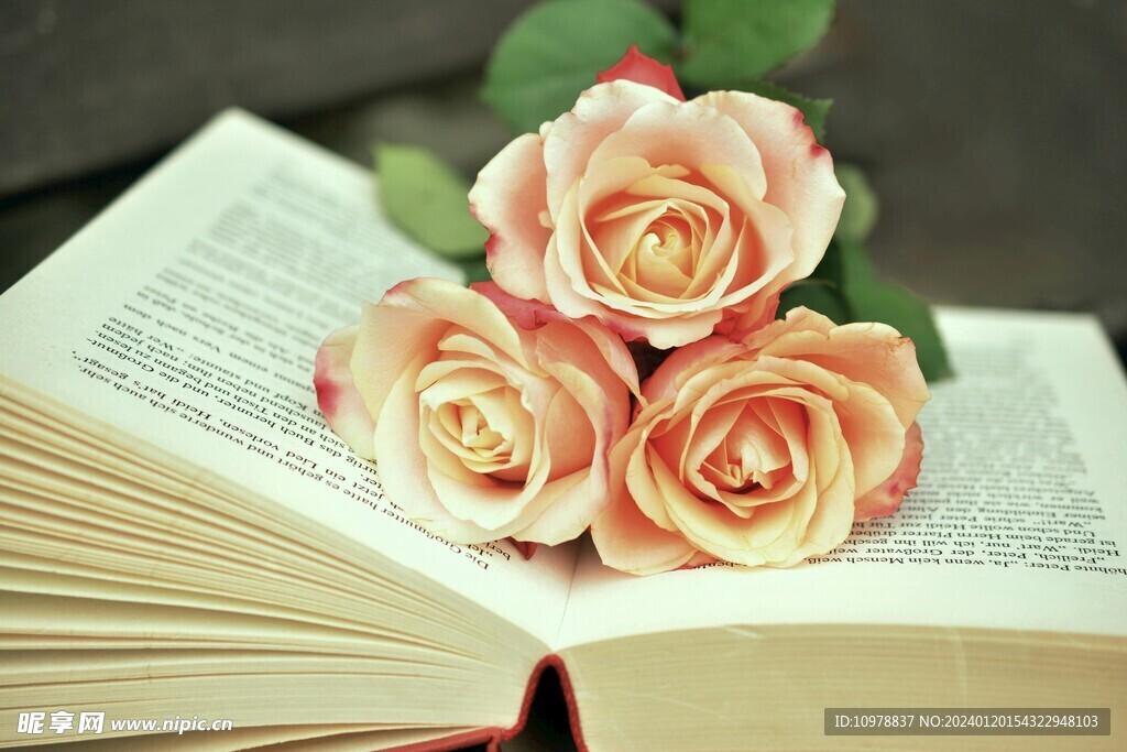 书本上的玫瑰花