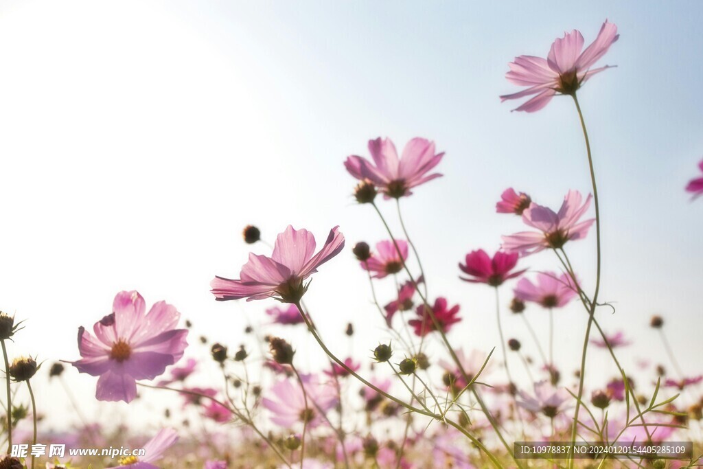 美丽的花丛