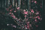 花丛