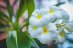 鸡蛋花