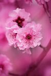 桃花特写