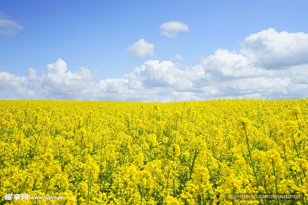 油菜花 花海