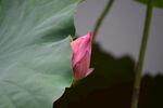 荷花花苞
