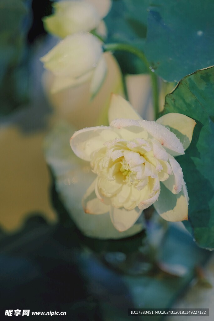 荷花