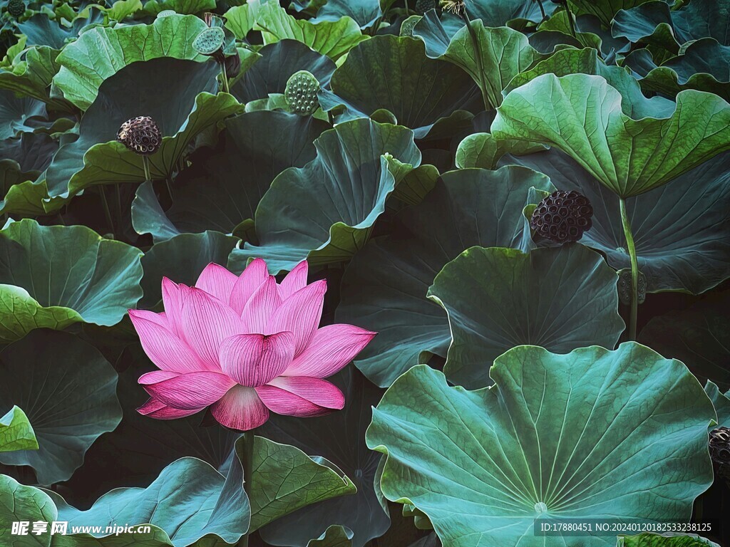 荷花