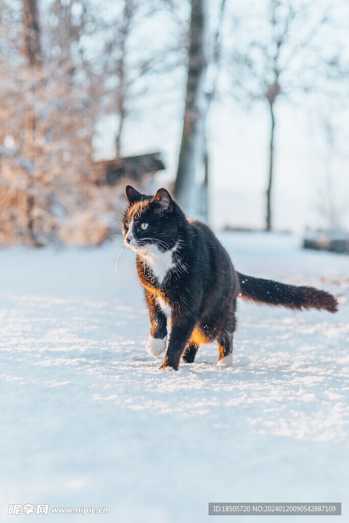 猫图片