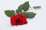 玫瑰花