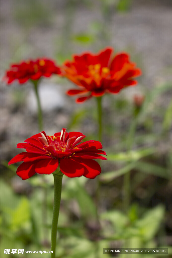 花儿