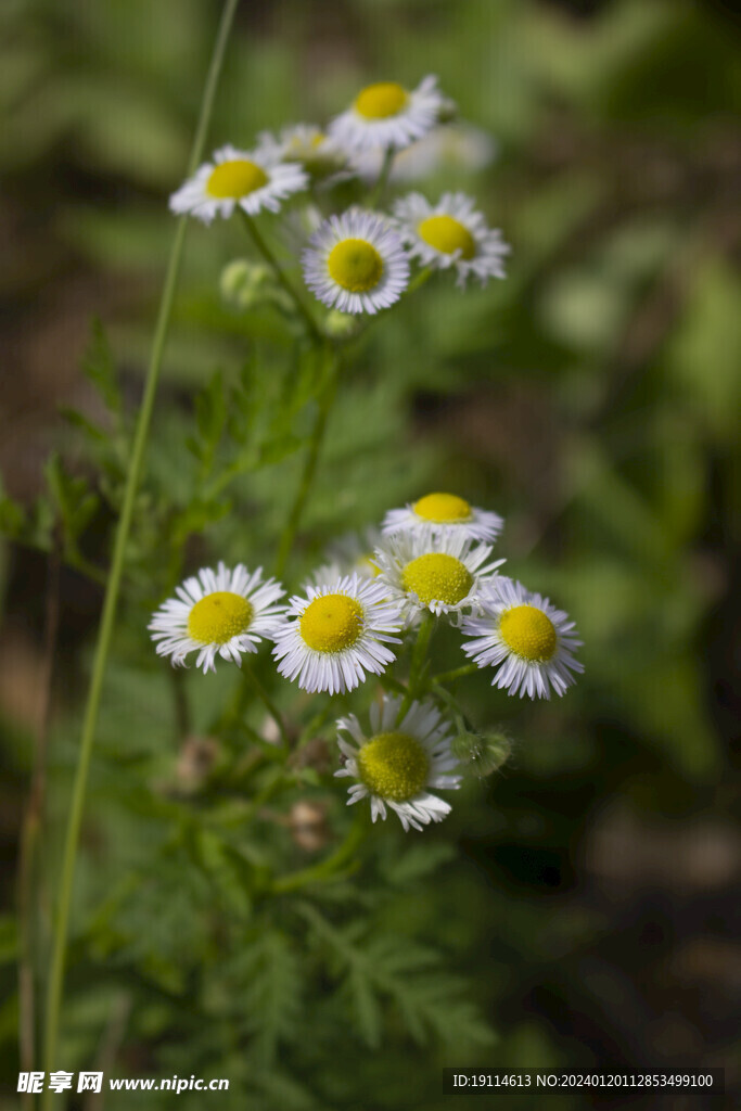 野菊花