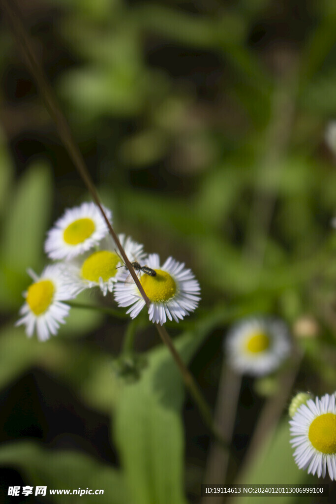 野菊花