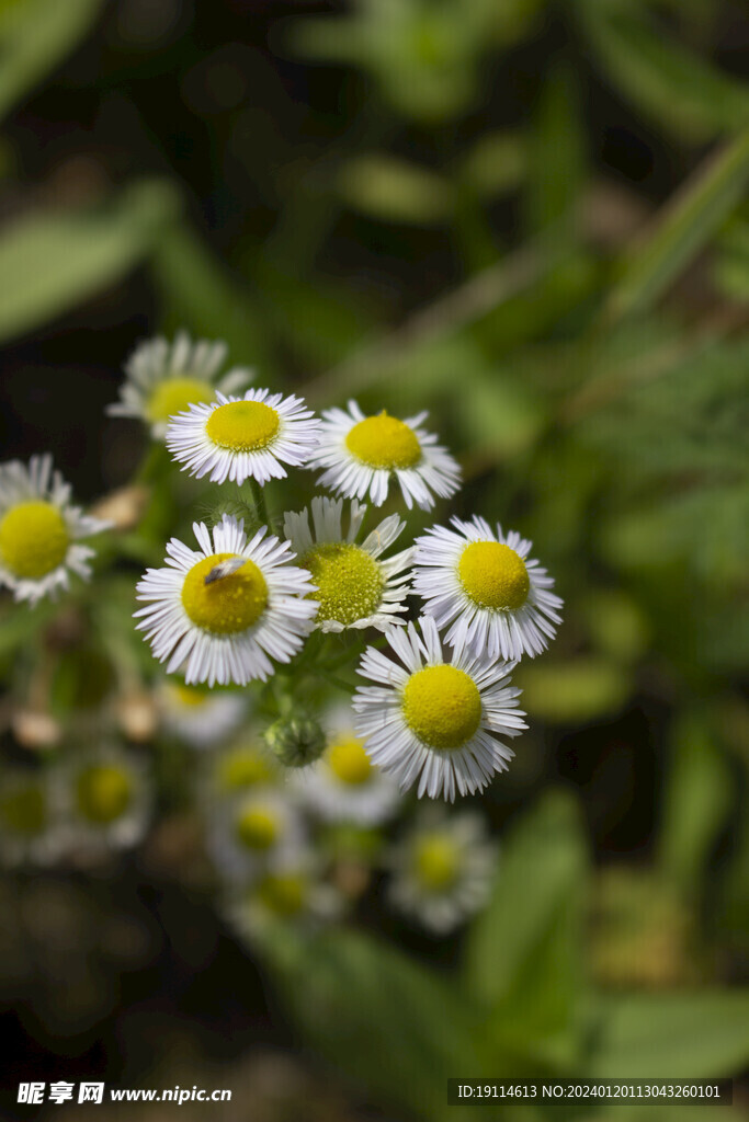 野菊花