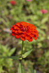 鲜花