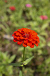 鲜花