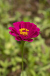 鲜花