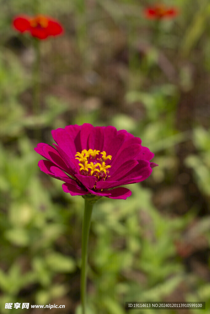 鲜花