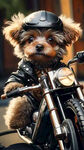 一只小狗骑着摩托车，带着头盔，穿着皮夹克，前两个脚扶在摩托车把手上，摩托车是哈雷很酷的那款，狗狗是一只贵宾棕色的，眼睛很大。背景是城市风景