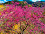 粉红樱花
