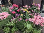 鲜花花卉