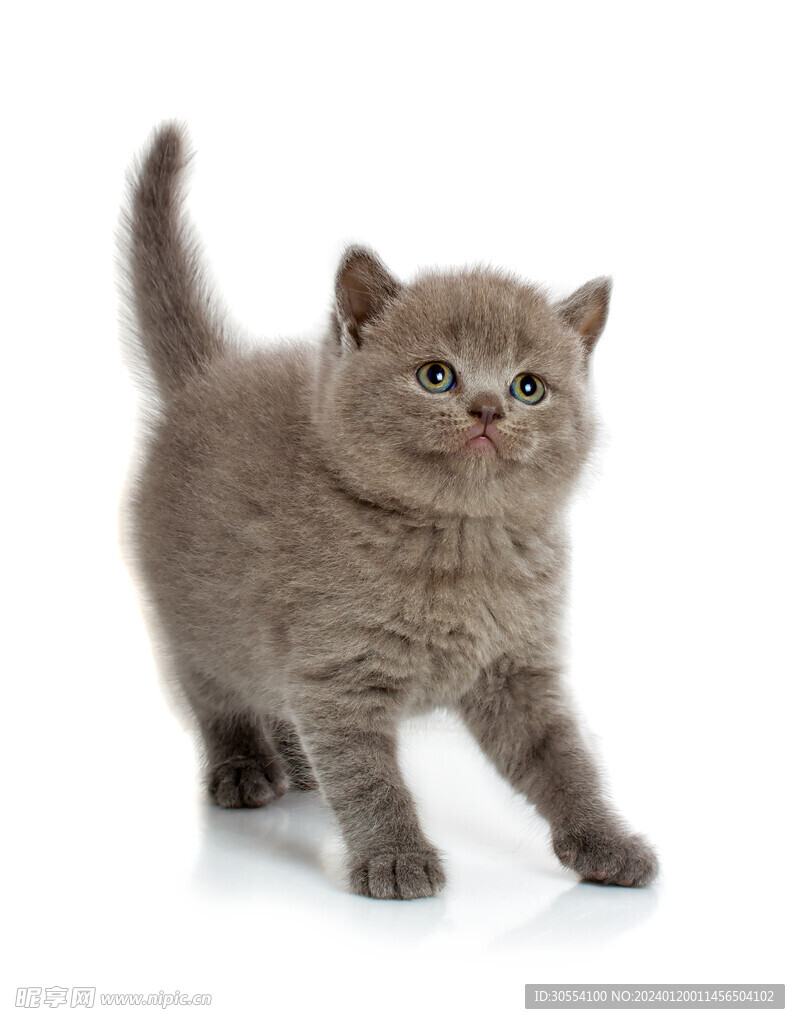 猫图片