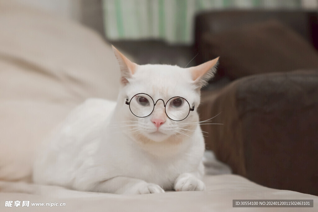 猫图片