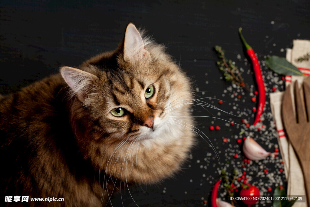 猫图片