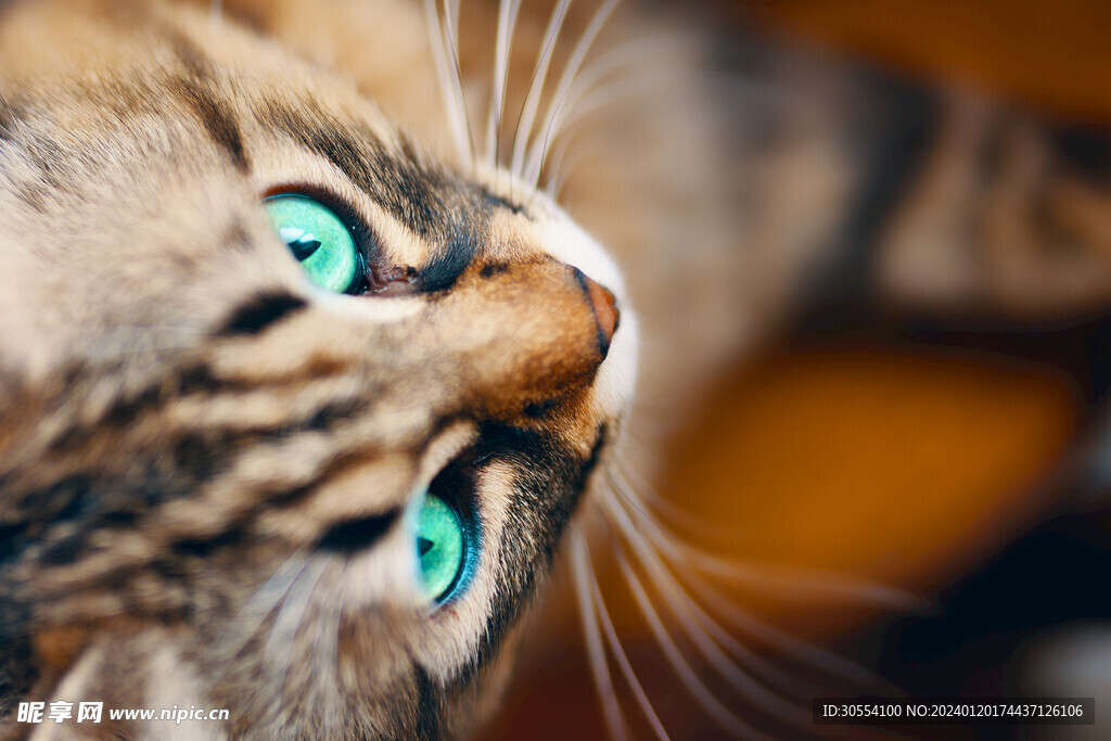 猫图片