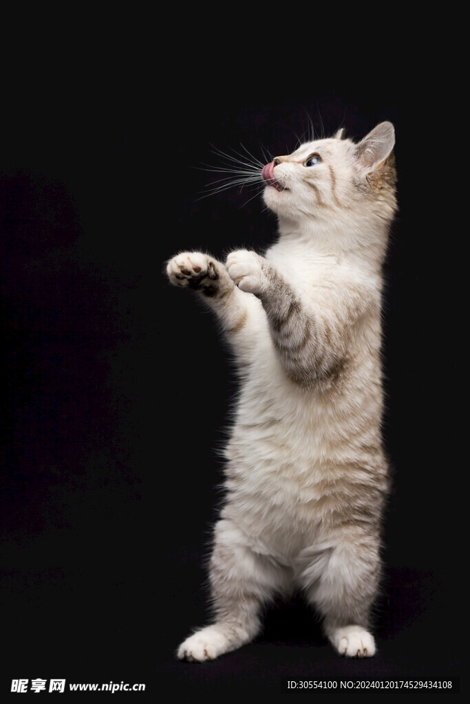 猫图片