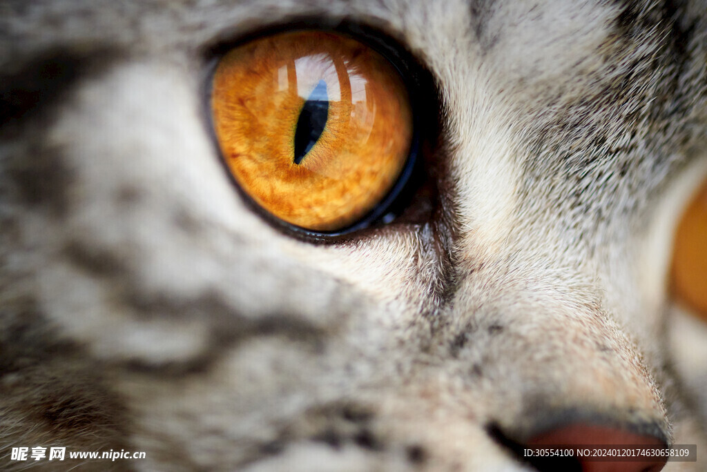 猫图片