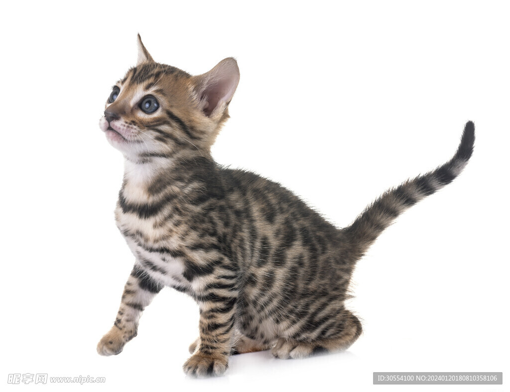 猫图片