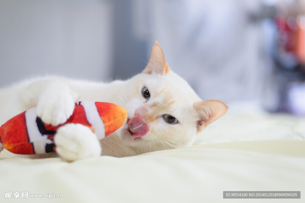 猫图片