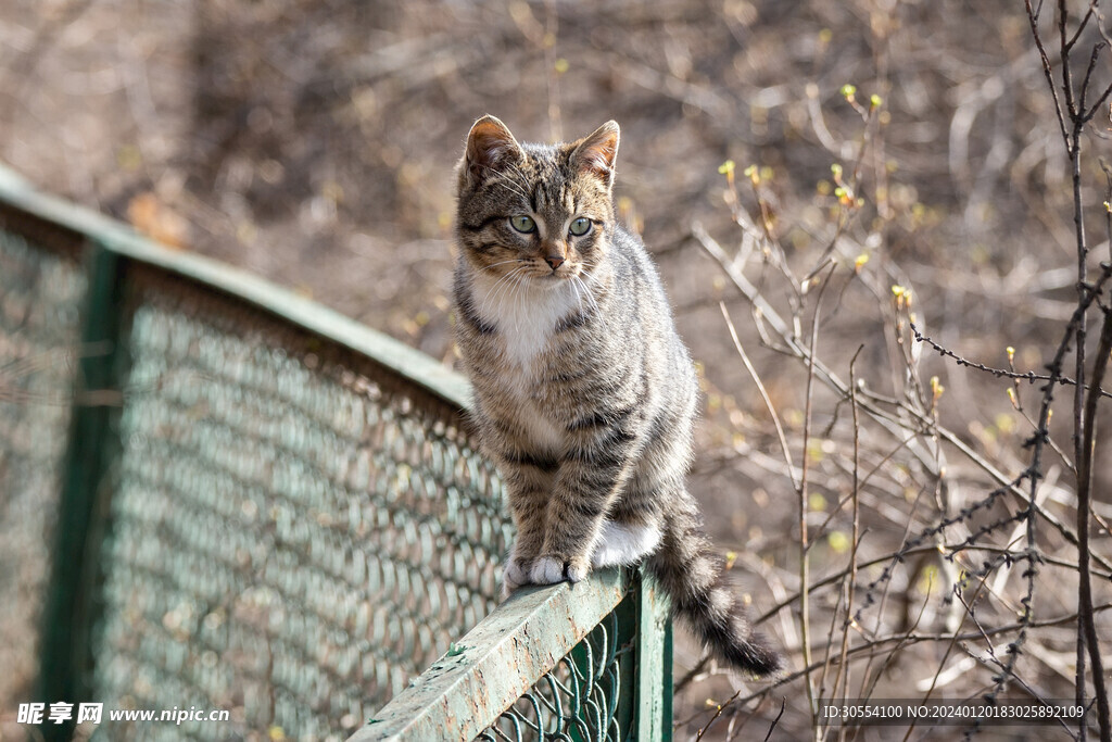 橘猫图片
