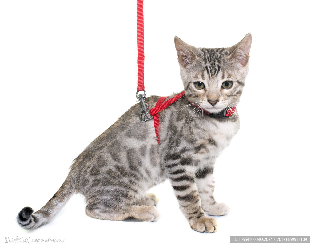 猫 图片