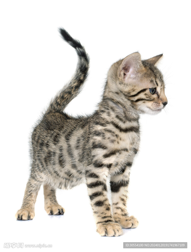  猫 图片