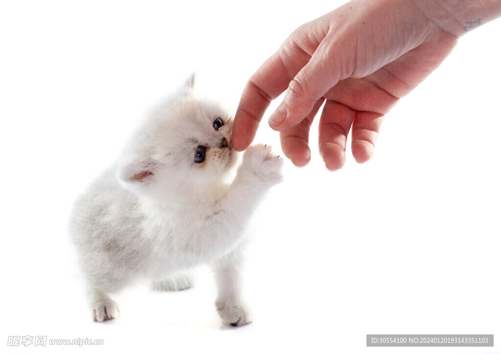 猫 图片