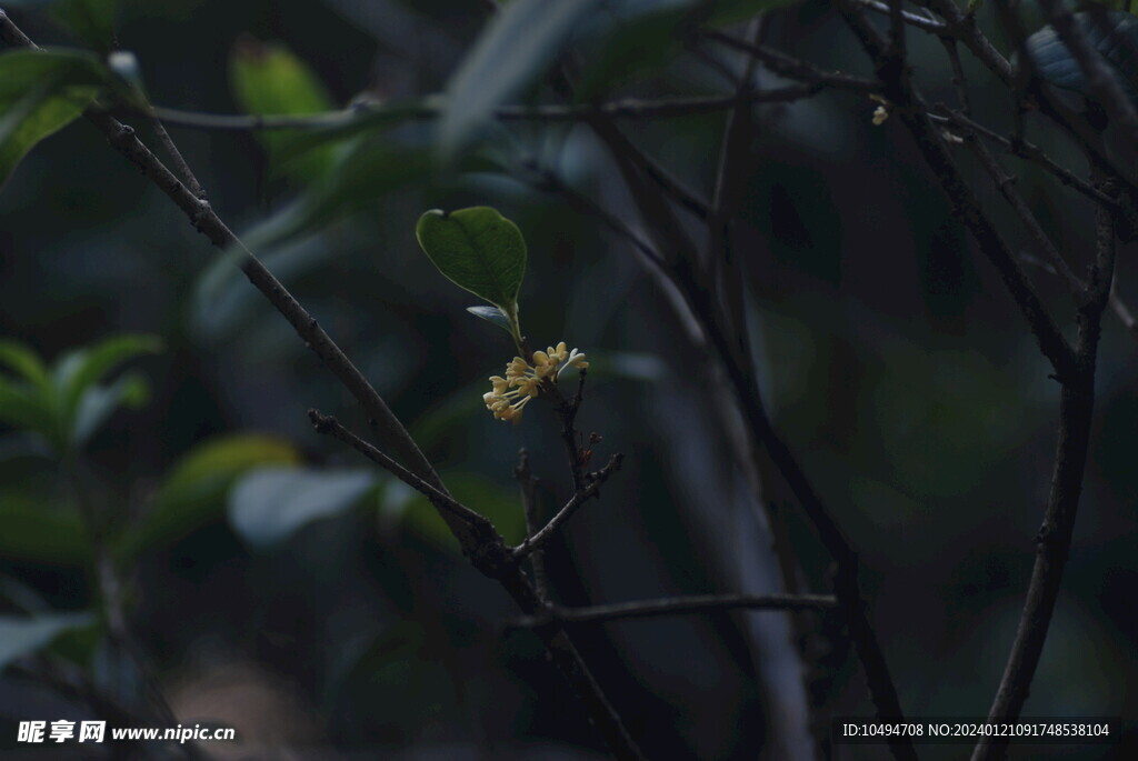 桂花