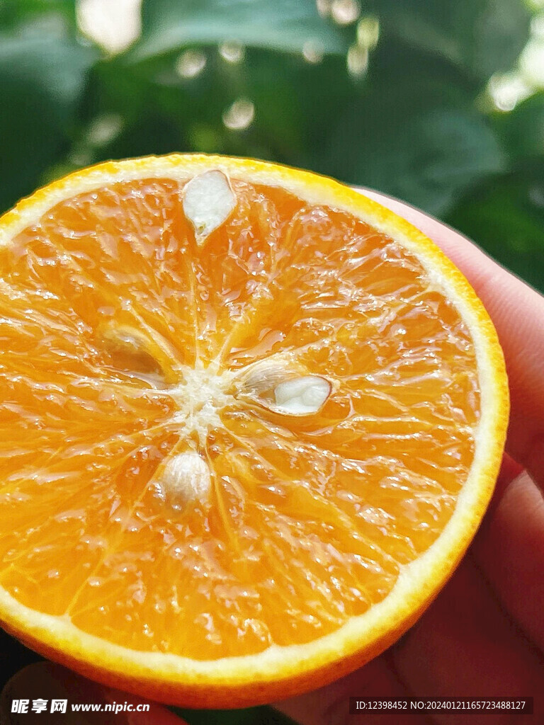柑橘