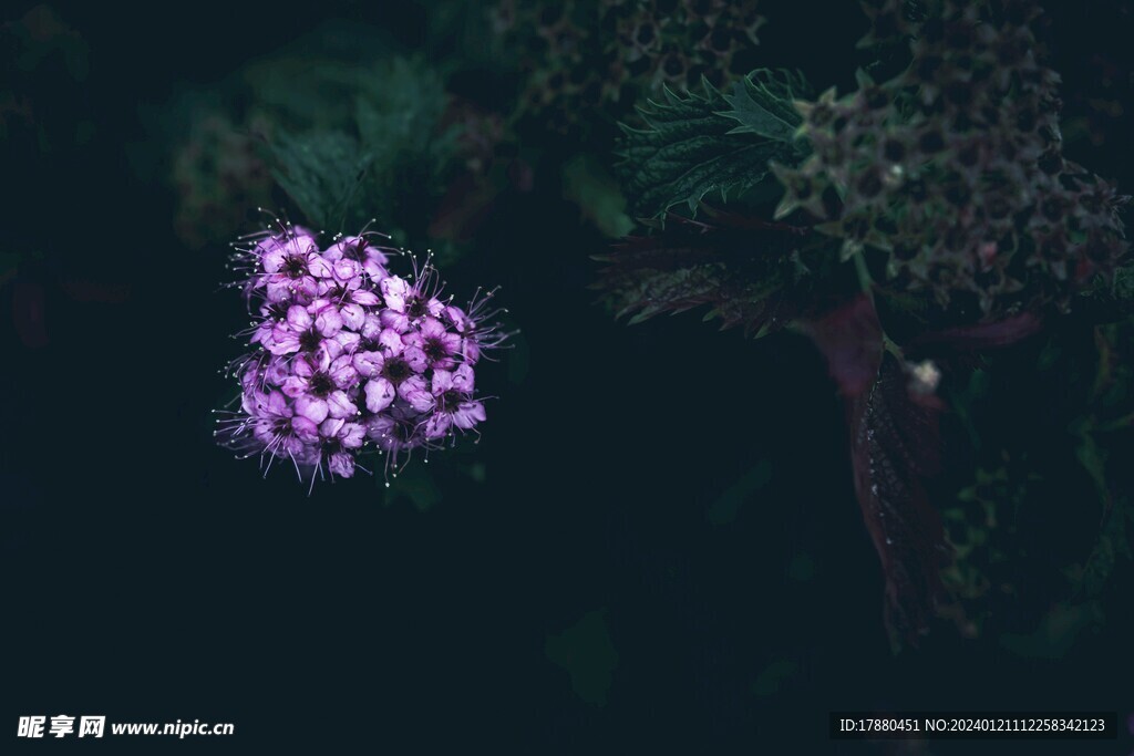 粉花绣线菊