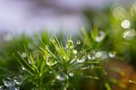 苔藓