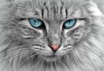 猫图片