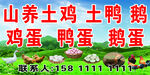 土鸡 土鸭 鹅