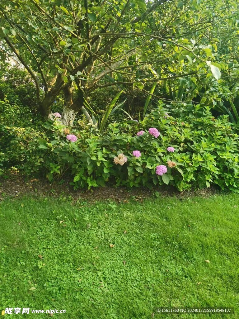 绣球花