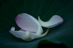 花瓣