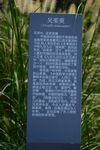 茱萸介绍标牌