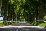林荫道路风景